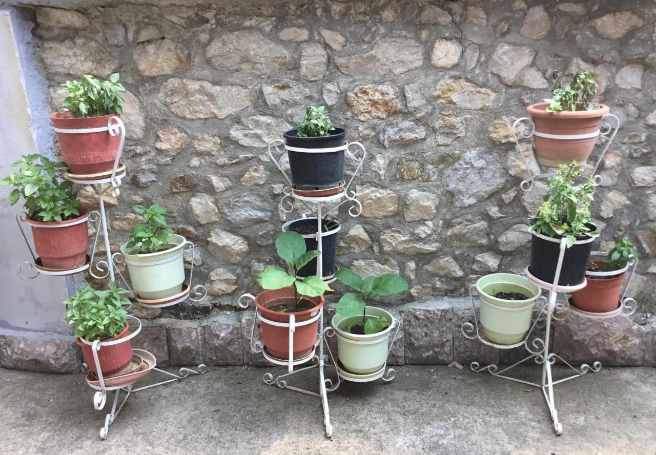 Villa Tradicionale Violeta Korce