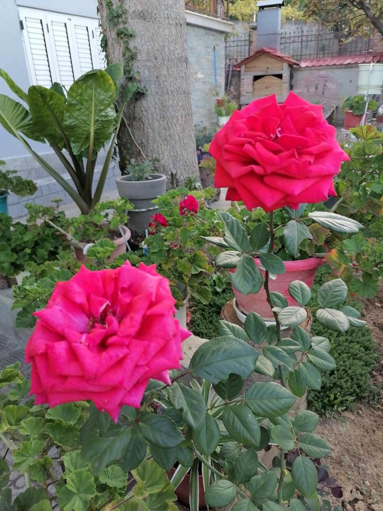 Villa Tradicionale Violeta *